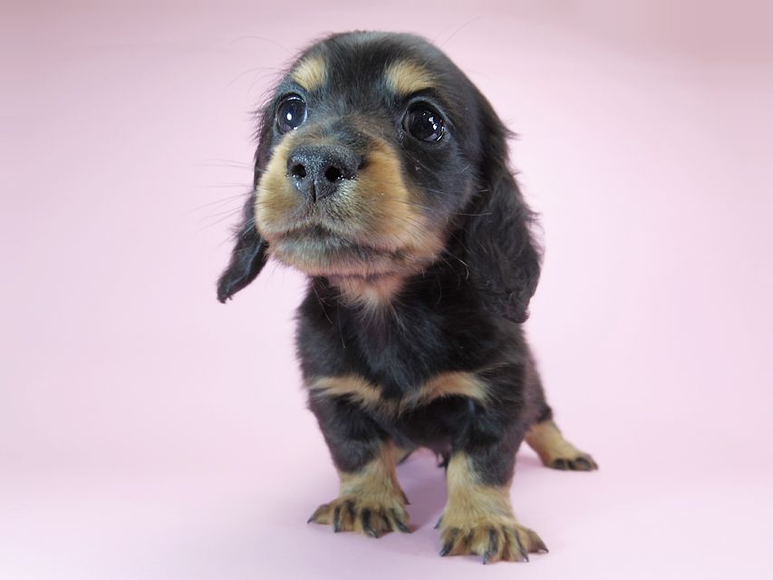 カニンヘンダックスフンド ロングヘアード ひな.2 & オスカルの子犬 ブラックタン 男の子