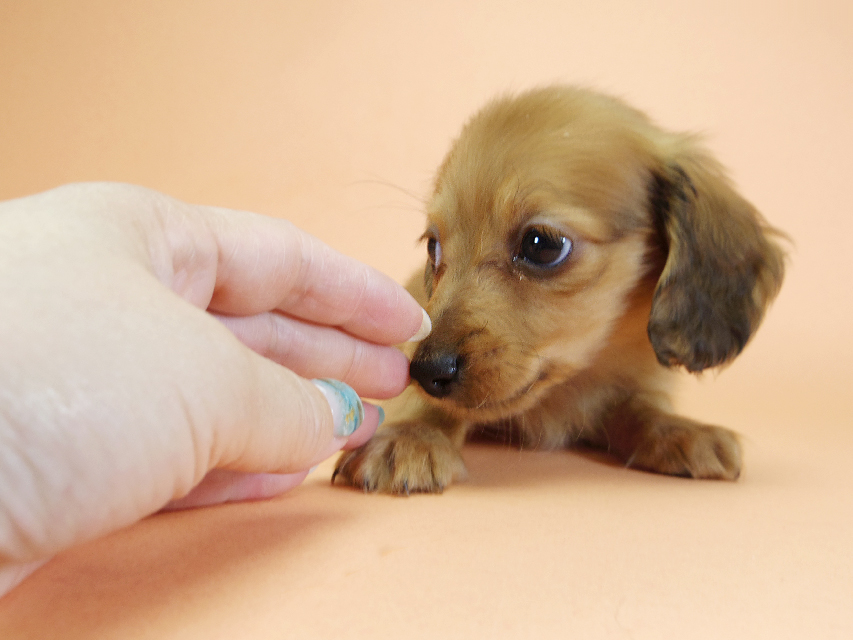 カニンヘンダックスフンド ロングヘアード スワン & たけるの子犬 レッド 男の子（2）