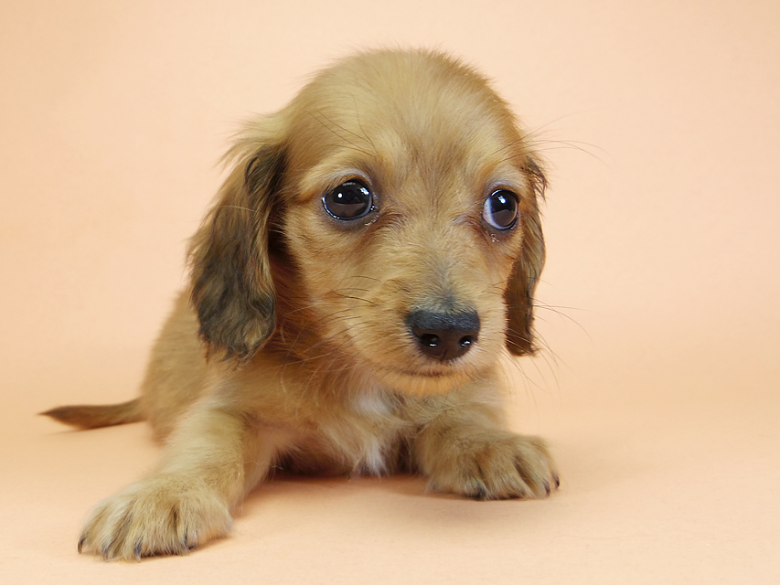 カニンヘンダックスフンド ロングヘアード スワン & たけるの子犬 レッド 男の子（2）