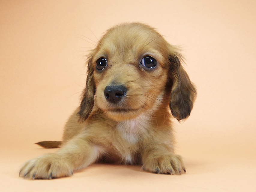 カニンヘンダックスフンド ロングヘアード スワン & たけるの子犬 レッド 男の子（2）