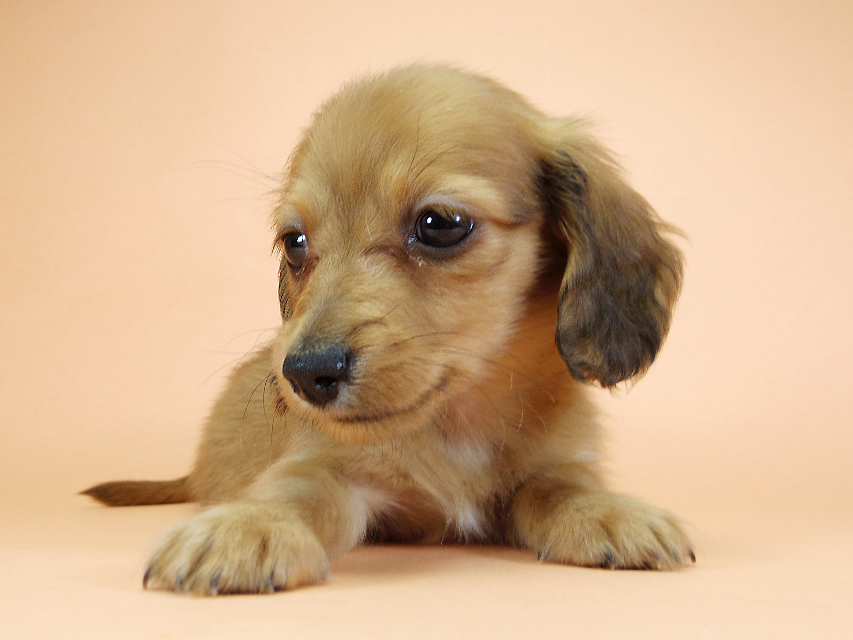 カニンヘンダックスフンド ロングヘアード スワン & たけるの子犬 レッド 男の子（2）