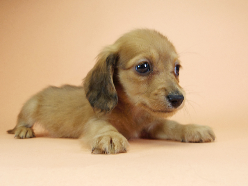 カニンヘンダックスフンド ロングヘアード スワン & たけるの子犬 レッド 男の子（2）