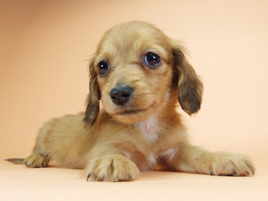 カニンヘンダックスフンド ロングヘアード スワン & たけるの子犬 レッド 男の子（2）