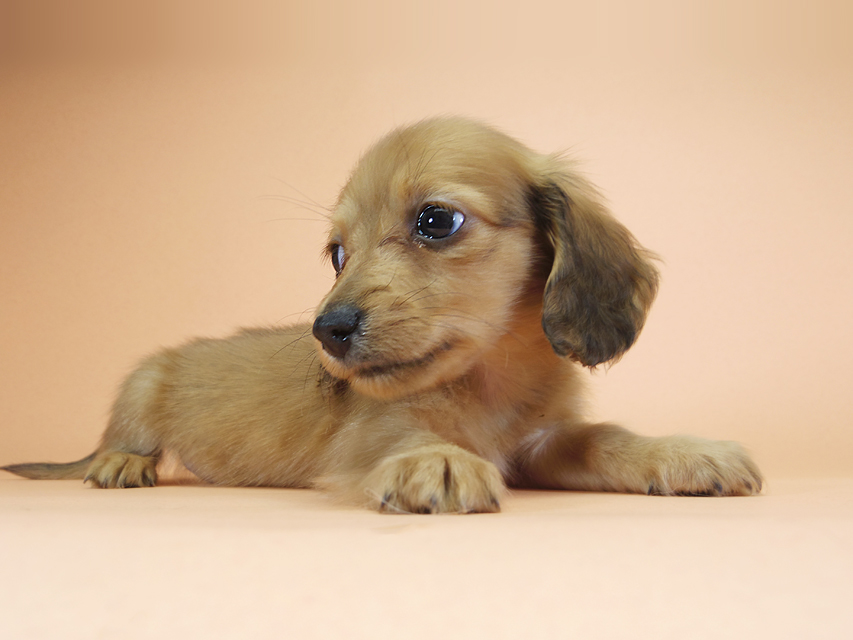 カニンヘンダックスフンド ロングヘアード スワン & たけるの子犬 レッド 男の子（2）
