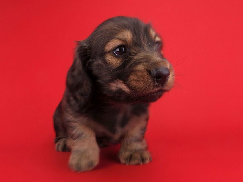 ミニチュアダックスフンド ララ & ジャンクレールダンディの子犬 イエロー 男の子IMGP3091 ミニチュアダックスフンド ララ & ジャンクレールダンディの子犬 イエロー 男の子