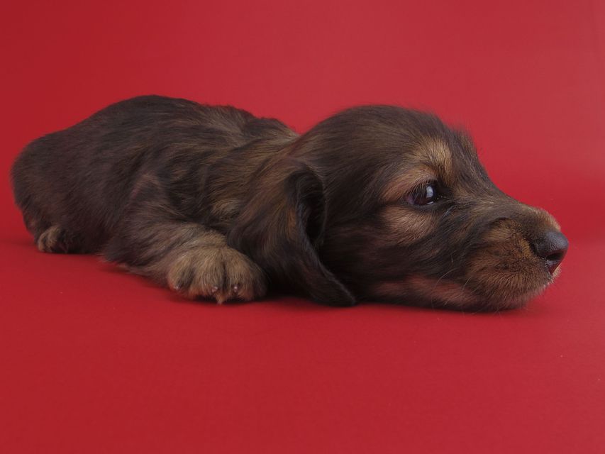 ミニチュアダックスフンド ララ & ジャンクレールダンディの子犬 イエロー 男の子IMGP3116 ミニチュアダックスフンド ララ & ジャンクレールダンディの子犬 イエロー 男の子