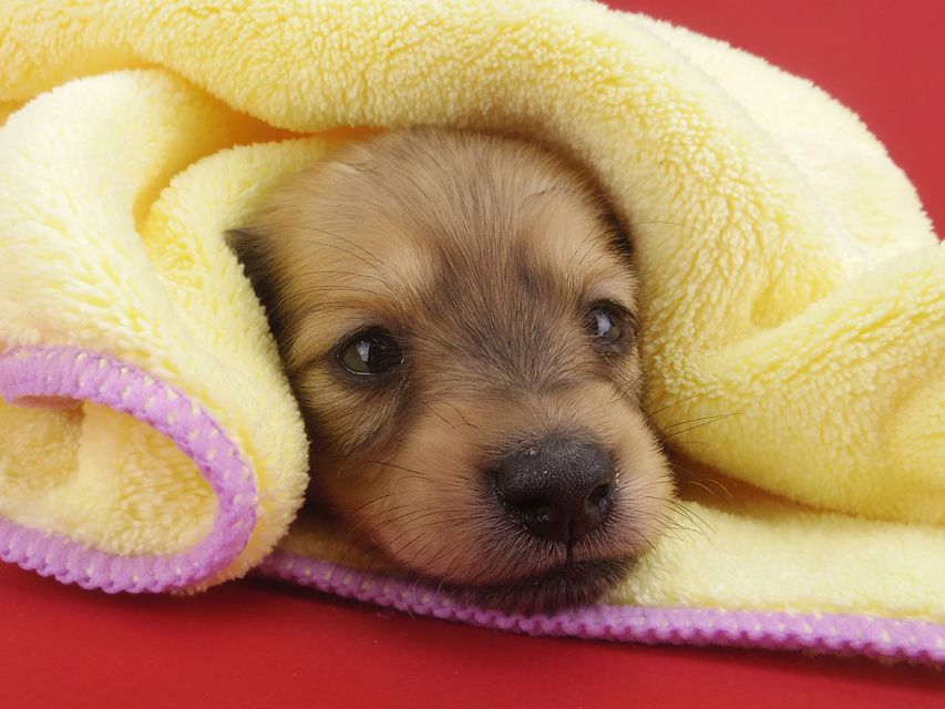 カニンヘンダックス シエラ & たけるの子犬 イエロー 男の子（2）