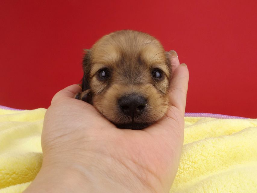 カニンヘンダックス シエラ & たけるの子犬 イエロー 男の子（2）