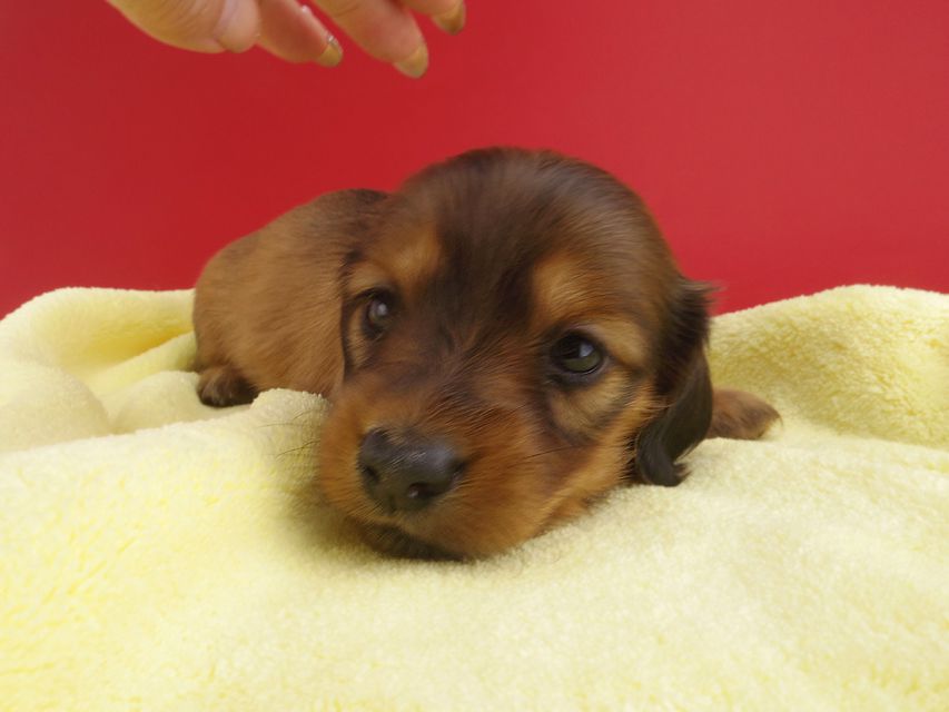 カニンヘンダックス シエラ & たけるの子犬 レッド 女の子（2）