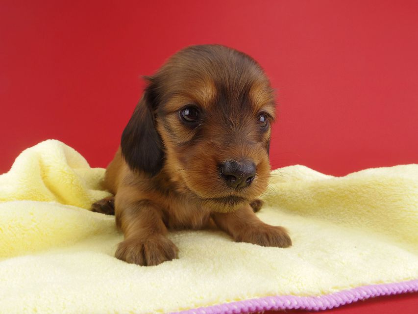 カニンヘンダックス シエラ & たけるの子犬 レッド 女の子（2）