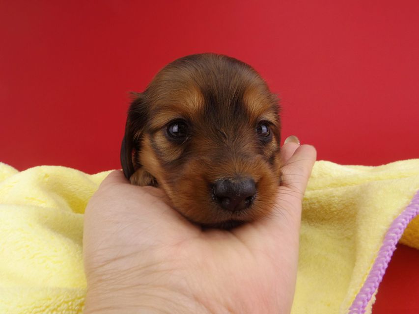 カニンヘンダックス シエラ & たけるの子犬 レッド 女の子（2）