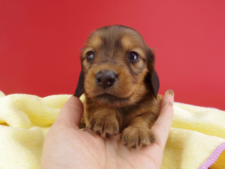 カニンヘンダックス シエラ & たけるの子犬 レッド 女の子（2）