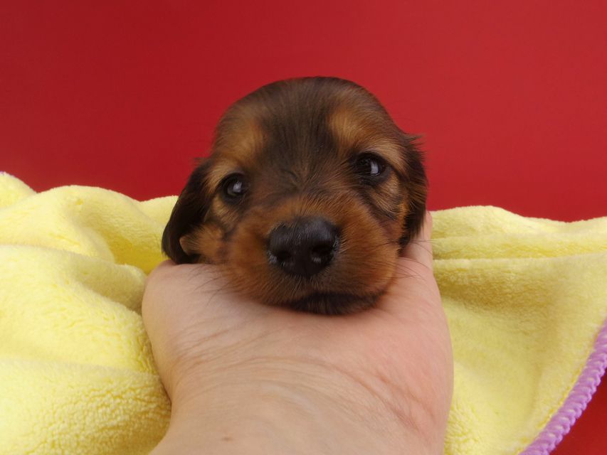 カニンヘンダックス シエラ & たけるの子犬 レッド 女の子（2）