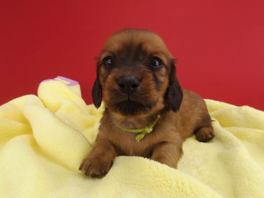 カニンヘンダックス シエラ & たけるの子犬 レッド 女の子(3)IMGP3250 カニンヘンダックス シエラ & たけるの子犬 レッド 女の子(3)