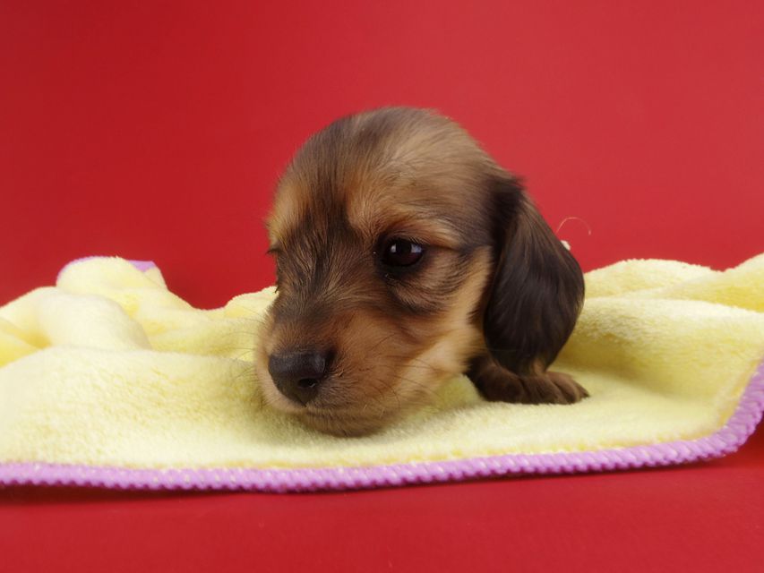 カニンヘンダックス シエラ & たけるの子犬 レディッシュイエロー 女の子