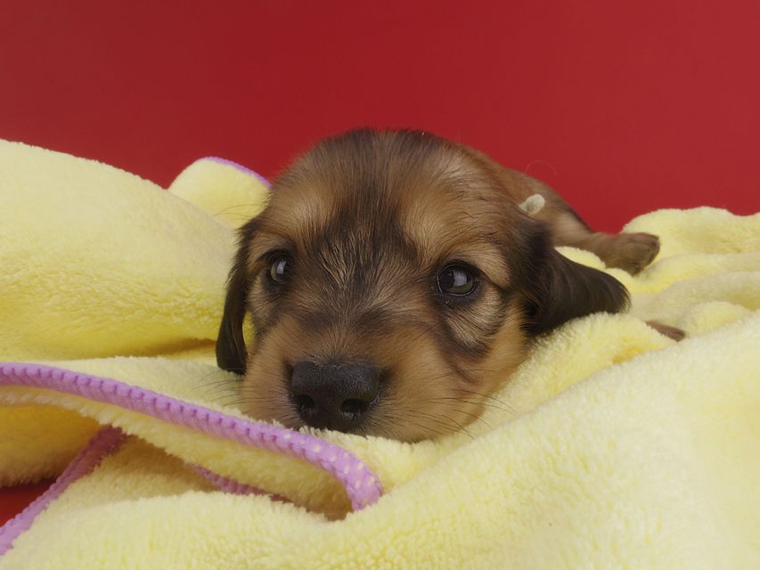 カニンヘンダックス シエラ & たけるの子犬 レディッシュイエロー 女の子