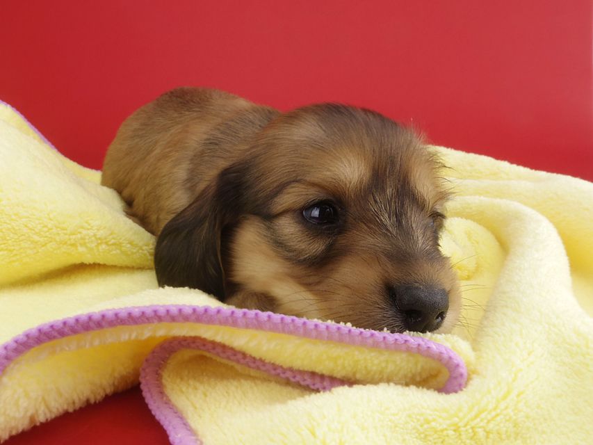 カニンヘンダックス シエラ & たけるの子犬 レディッシュイエロー 女の子