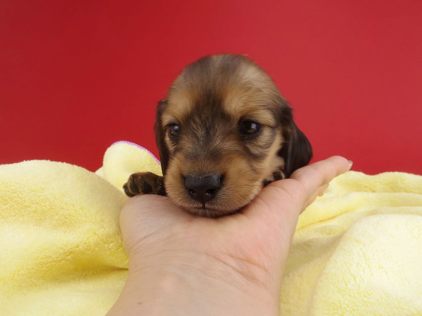 カニンヘンダックス シエラ & たけるの子犬 レディッシュイエロー 女の子