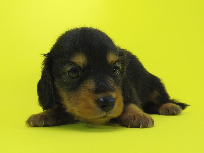 ダックスフンド 黒豆 & アサヒの子犬 ブラックタン 男の子IMGP3995 ダックスフンド 黒豆 & アサヒの子犬 ブラックタン 男の子