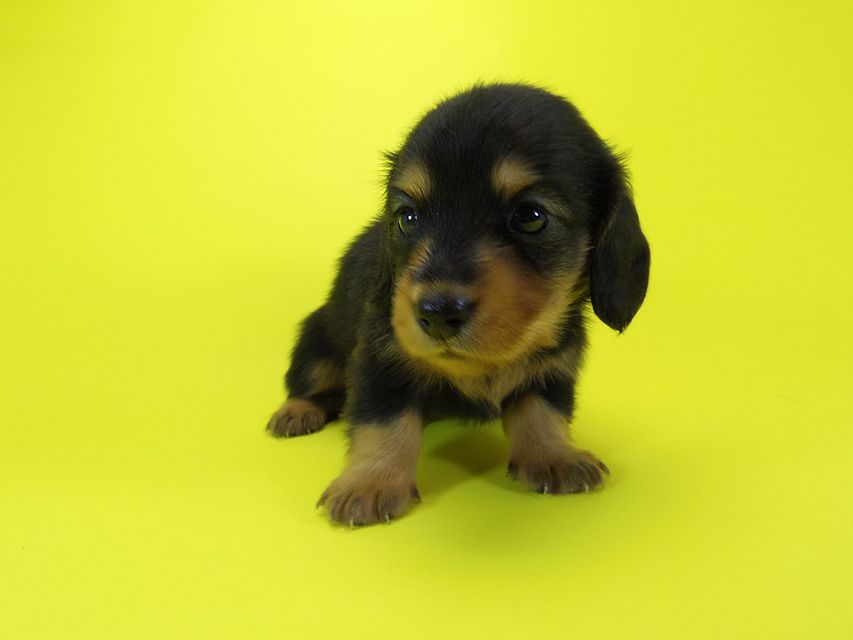 ダックスフンド 黒豆 & アサヒの子犬 ブラックタン 男の子IMGP4001 ダックスフンド 黒豆 & アサヒの子犬 ブラックタン 男の子