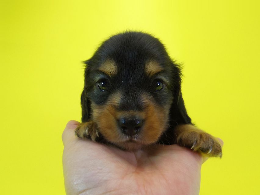 ダックスフンド 黒豆 & アサヒの子犬 ブラックタン 男の子IMGP4003 ダックスフンド 黒豆 & アサヒの子犬 ブラックタン 男の子