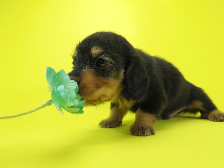 ダックスフンド 黒豆 & アサヒの子犬 ブラックタン 男の子IMGP4006 ダックスフンド 黒豆 & アサヒの子犬 ブラックタン 男の子