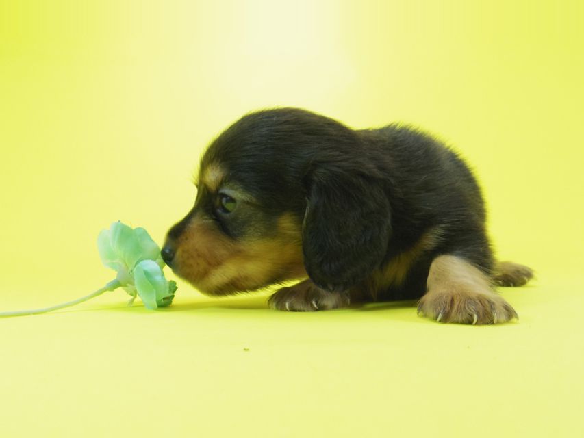 ダックスフンド 黒豆 & アサヒの子犬 ブラックタン 男の子IMGP4009 ダックスフンド 黒豆 & アサヒの子犬 ブラックタン 男の子