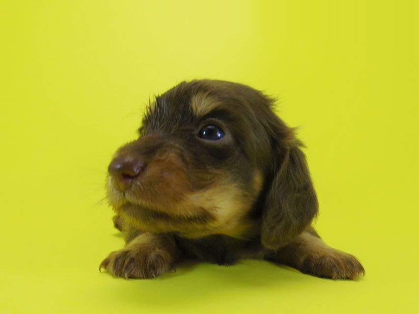 ダックスフンド 黒豆 & アサヒの子犬 チョコタン 男の子IMGP4016 ダックスフンド 黒豆 & アサヒの子犬 チョコタン 男の子