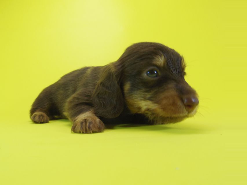 ダックスフンド 黒豆 & アサヒの子犬 チョコタン 男の子IMGP4019 ダックスフンド 黒豆 & アサヒの子犬 チョコタン 男の子