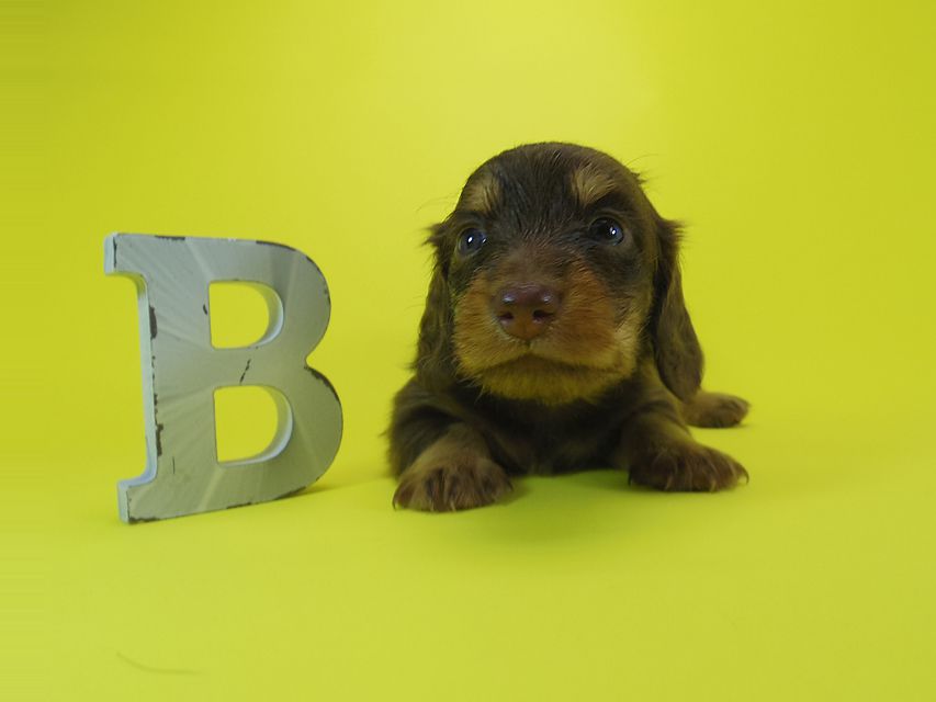 ダックスフンド 黒豆 & アサヒの子犬 チョコタン 男の子IMGP4024 ダックスフンド 黒豆 & アサヒの子犬 チョコタン 男の子