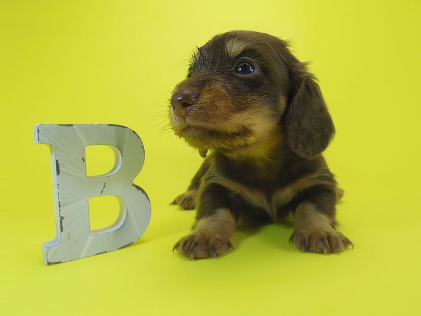 ダックスフンド 黒豆 & アサヒの子犬 チョコタン 男の子IMGP4025 ダックスフンド 黒豆 & アサヒの子犬 チョコタン 男の子