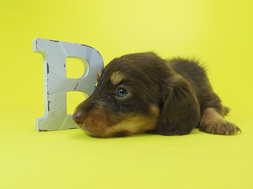 ダックスフンド 黒豆 & アサヒの子犬 チョコタン 男の子IMGP4028 ダックスフンド 黒豆 & アサヒの子犬 チョコタン 男の子