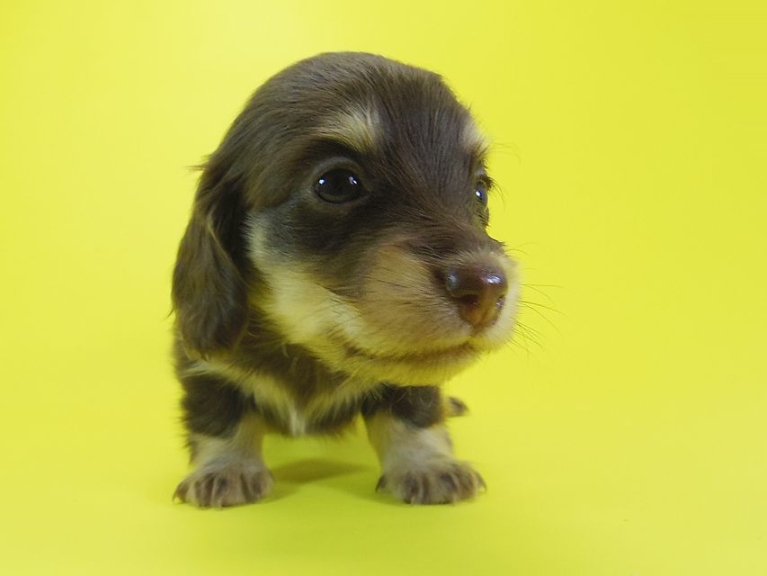 ダックスフンド 黒豆 & アサヒの子犬 チョコ系 女の子