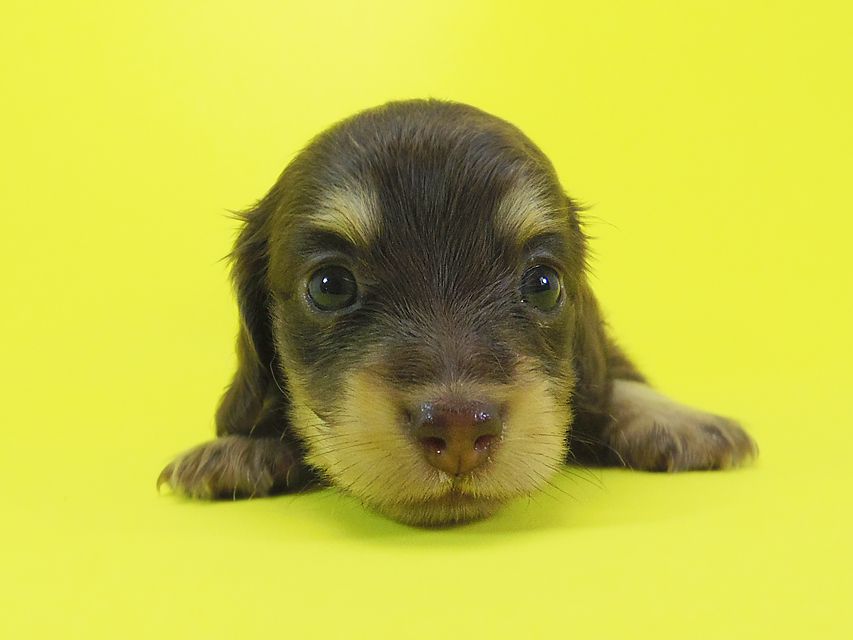 ダックスフンド 黒豆 & アサヒの子犬 チョコ系 女の子