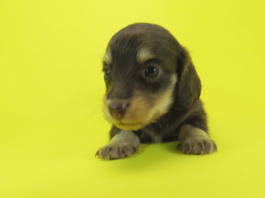ダックスフンド 黒豆 & アサヒの子犬 チョコ系 女の子