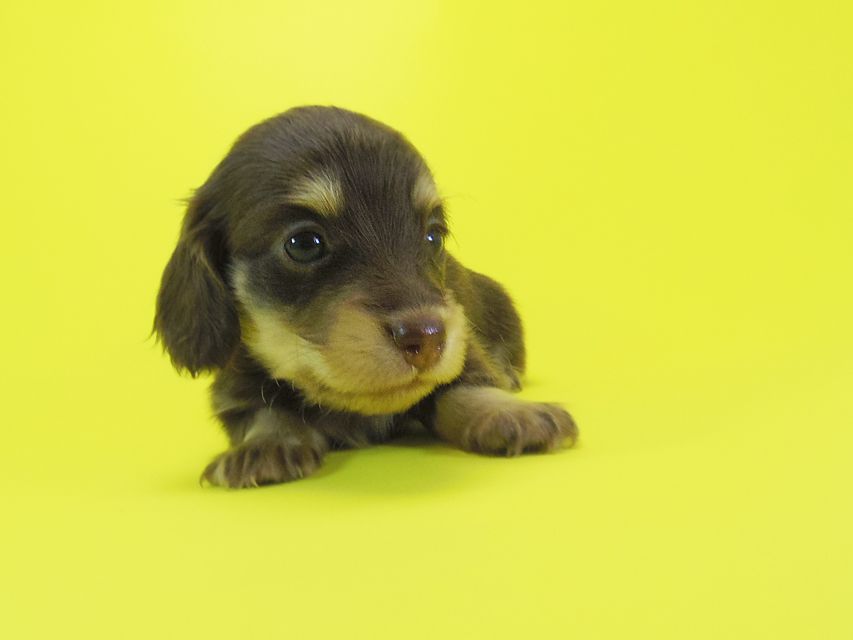 ダックスフンド 黒豆 & アサヒの子犬 チョコ系 女の子