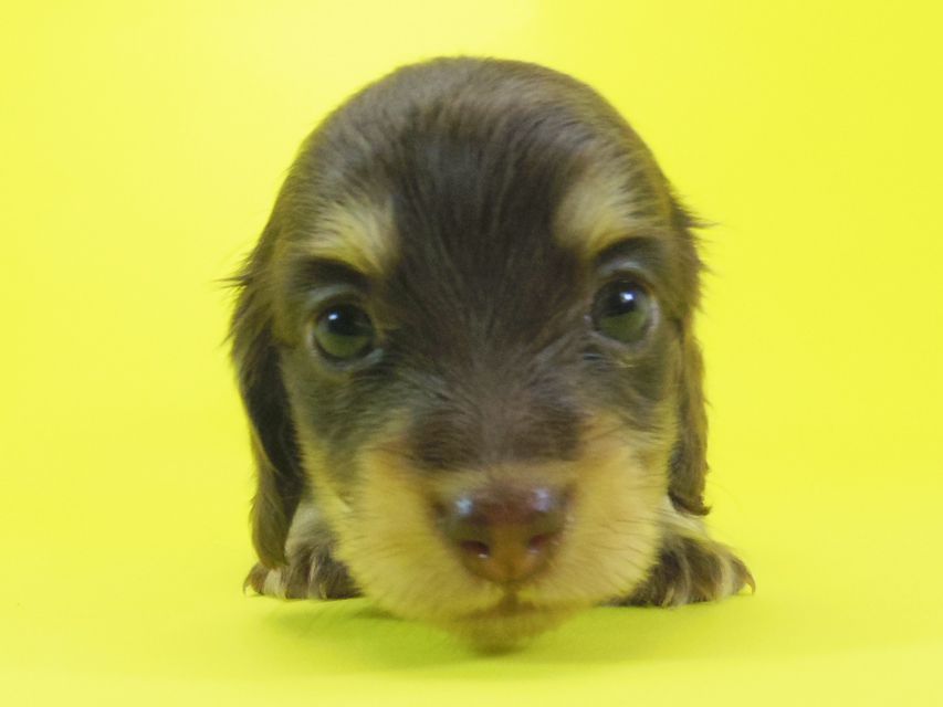 ダックスフンド 黒豆 & アサヒの子犬 チョコ系 女の子