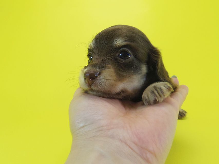 ダックスフンド 黒豆 & アサヒの子犬 チョコ系 女の子