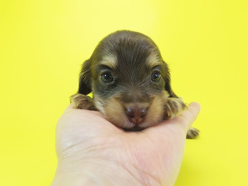 ダックスフンド 黒豆 & アサヒの子犬 チョコ系 女の子