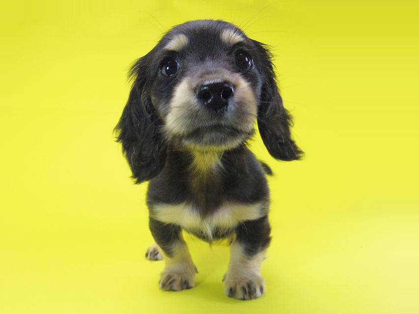 ダックスフンド ティンク.hb & 武蔵の子犬 ブラッククリーム 女の子IMGP4059 ダックスフンド ティンク.hb & 武蔵の子犬 ブラッククリーム 女の子