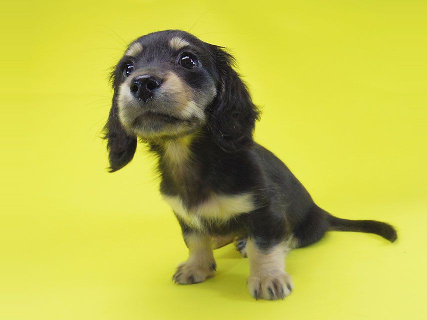 ダックスフンド ティンク.hb & 武蔵の子犬 ブラッククリーム 女の子IMGP4067 ダックスフンド ティンク.hb & 武蔵の子犬 ブラッククリーム 女の子