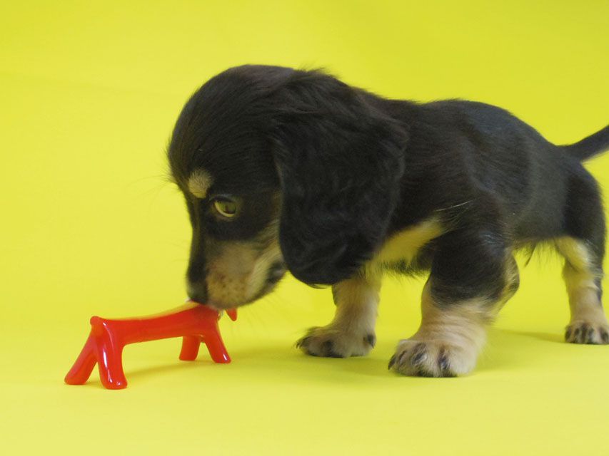 ダックスフンド ティンク.hb & 武蔵の子犬 ブラッククリーム 女の子IMGP4069 ダックスフンド ティンク.hb & 武蔵の子犬 ブラッククリーム 女の子