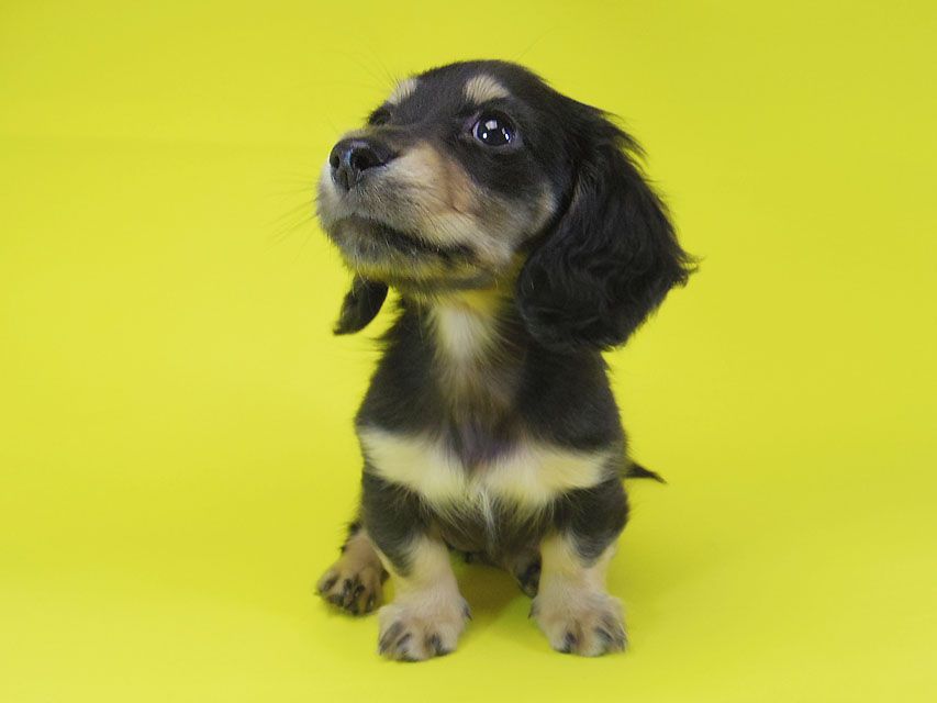 ダックスフンド ティンク.hb & 武蔵の子犬 ブラッククリーム 女の子IMGP4078 ダックスフンド ティンク.hb & 武蔵の子犬 ブラッククリーム 女の子