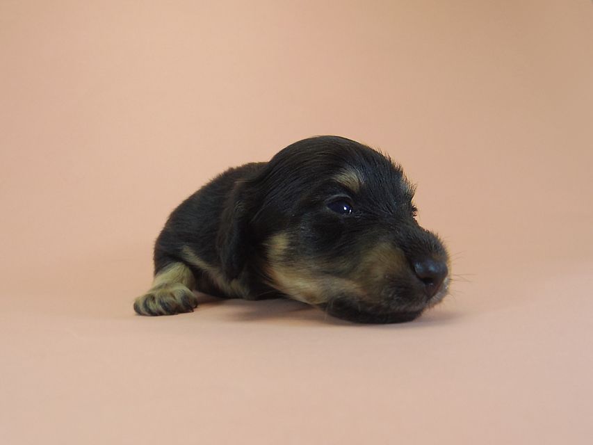 ダックスフンド ルル.hb & セブンの子犬 ブラクリ 男の子 お写真初登場MGP4122 ダックスフンド ルル.hb & セブンの子犬 ブラクリ 男の子 お写真初登場