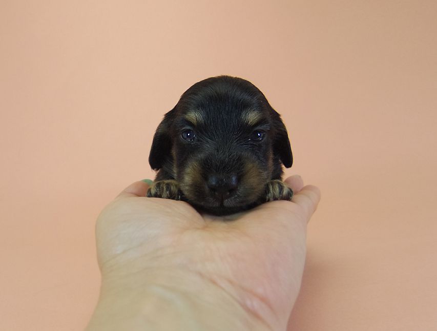 ダックスフンド ルル.hb & セブンの子犬 ブラクリ 男の子 お写真初登場MGP4125 ダックスフンド ルル.hb & セブンの子犬 ブラクリ 男の子 お写真初登場