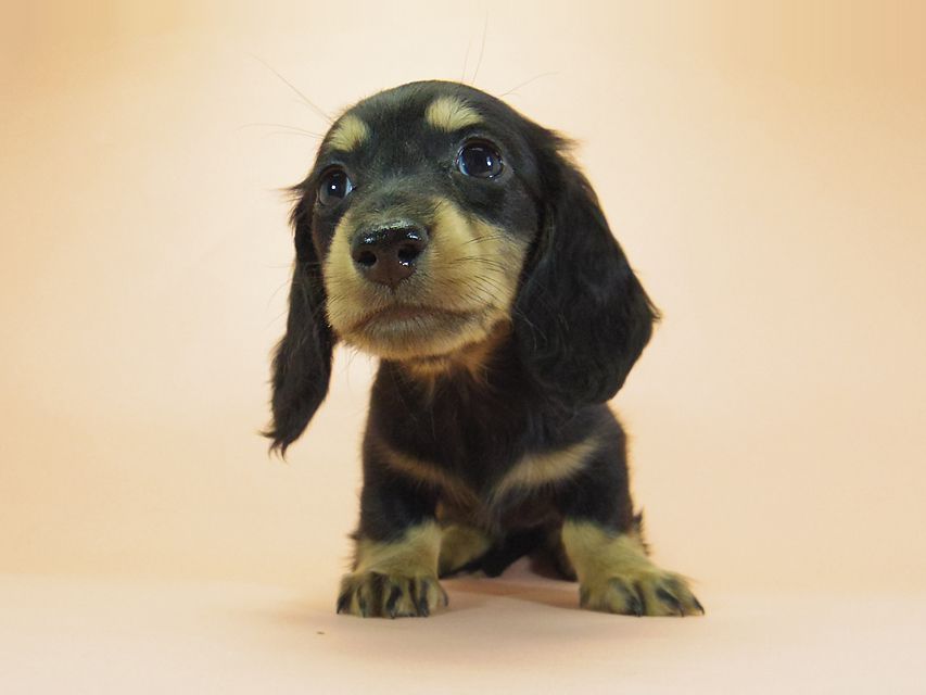 ダックスフンド カニンヘン 月子 & ジムダンディの子犬 ブラックタン 女の子