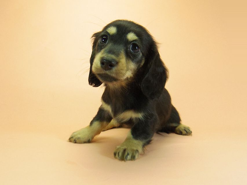 ダックスフンド カニンヘン 月子 & ジムダンディの子犬 ブラッククリーム 女の子