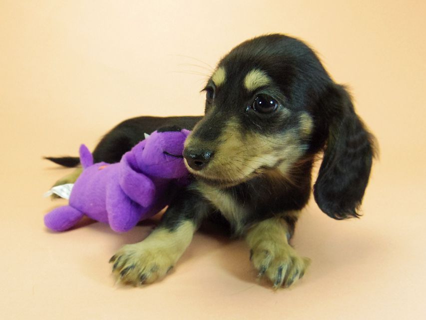 ダックスフンド カニンヘン 月子 & ジムダンディの子犬 ブラッククリーム 女の子