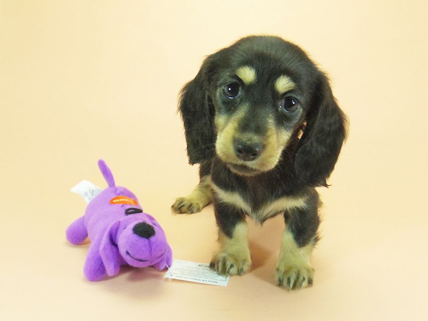 ダックスフンド カニンヘン 月子 & ジムダンディの子犬 ブラッククリーム 女の子
