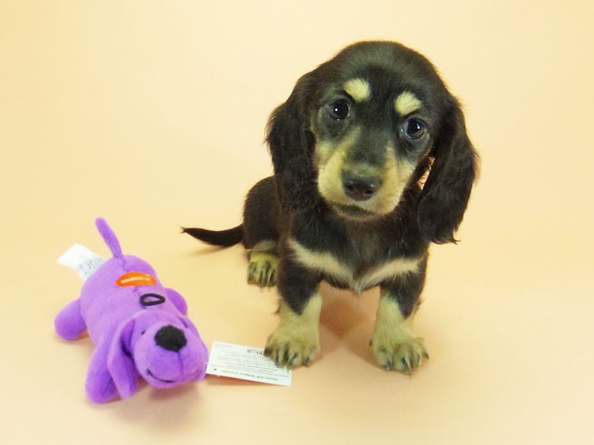 ダックスフンド カニンヘン 月子 & ジムダンディの子犬 ブラッククリーム 女の子